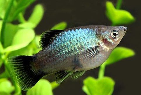 PLATY FISH MIX