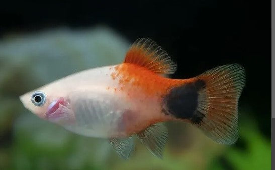 PLATY FISH MIX