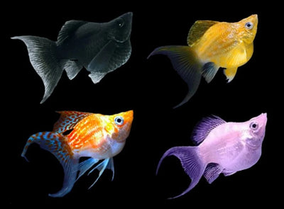 بالون مولي 3 سم