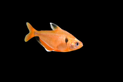 سيرب تترا 3 سم