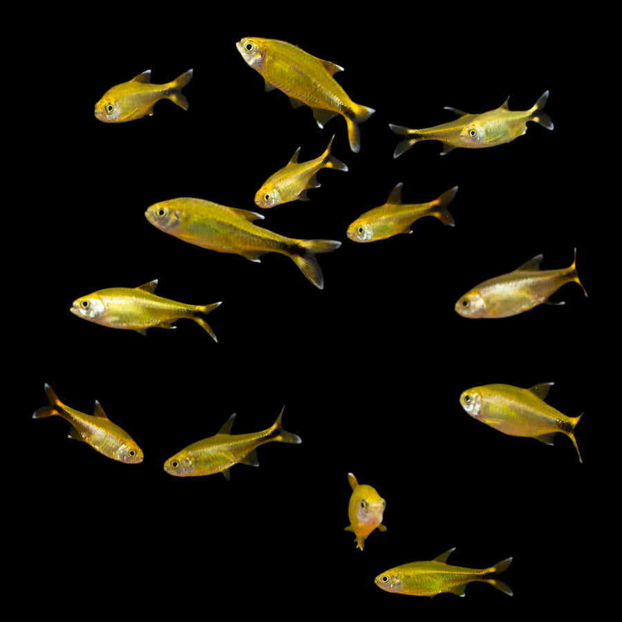 Silver Tip Tetra 6PCS Combo Deal (Copy)