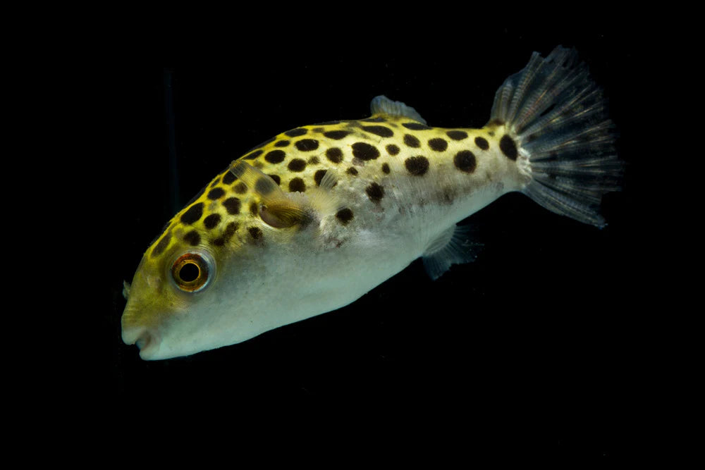 Green Spotted Pufferfish