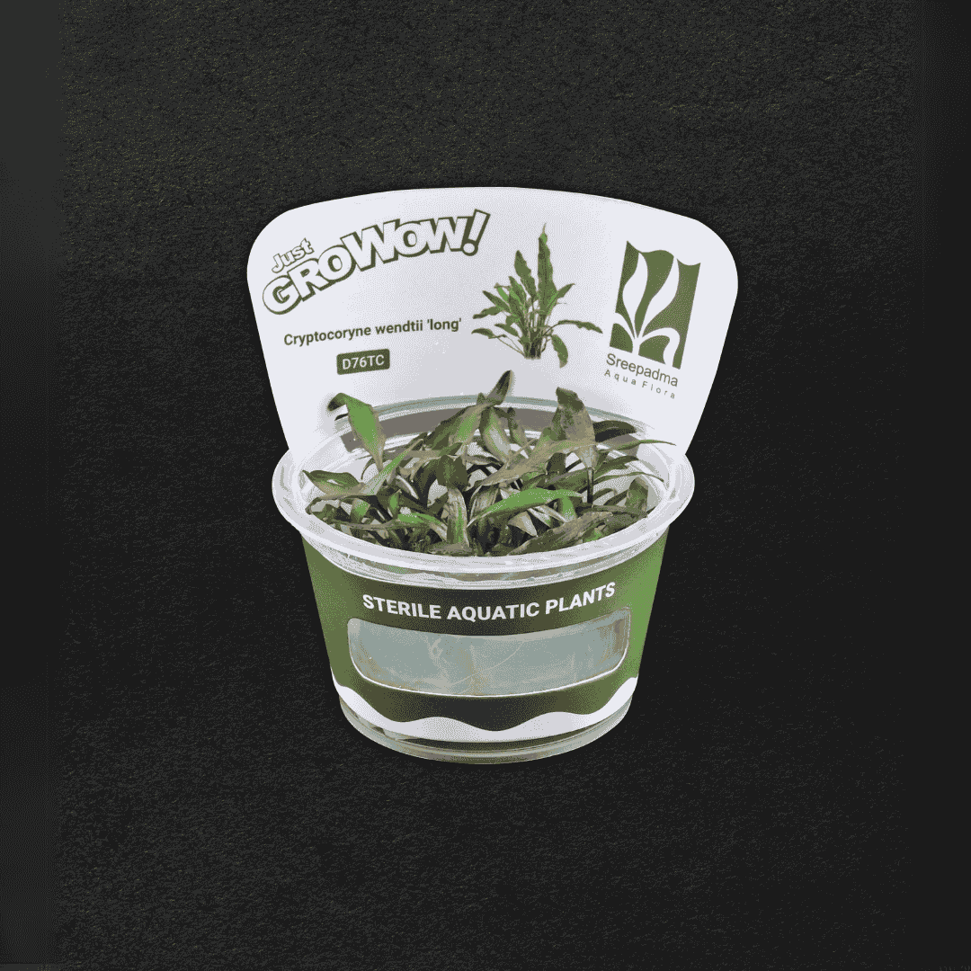 Cryptocoryne wendtii 'long'