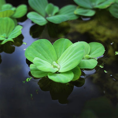 Dwarf Water Lettuce in Cup