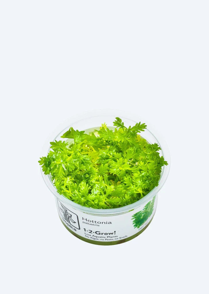 TROPICA Hottonia palustris