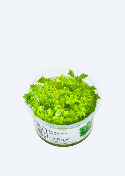 TROPICA Hottonia palustris