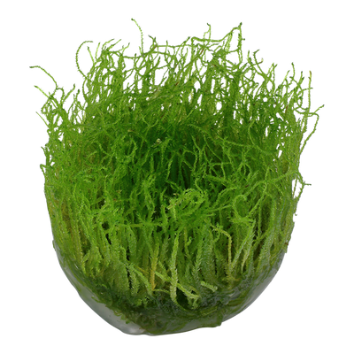 تروبيكا تاكسفيلوم باربيري "طحلب البوجور"