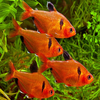 Serapae Tetra 3PCS Combo Deal