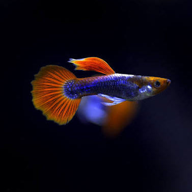 Toxedo Red Koi Guppy Male 4PCS Combo Deal