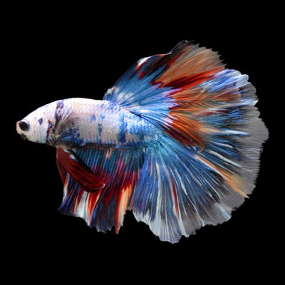 هاف مون كوي فانسي بيتا