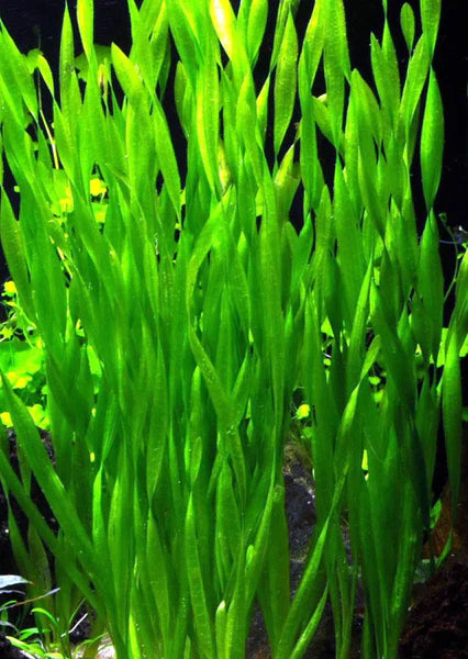 Vallisneria spiralis Pot Plant