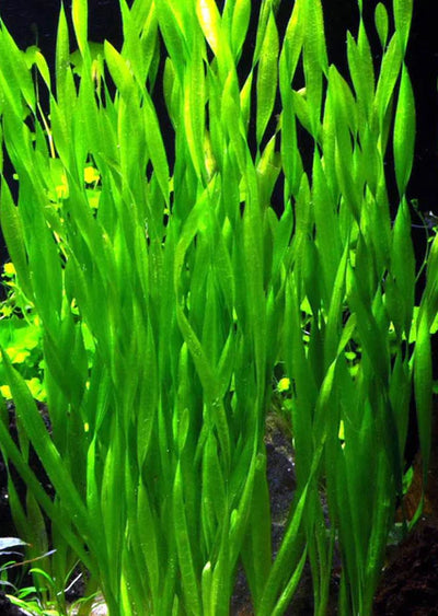 Vallisneria spiralis Pot Plant