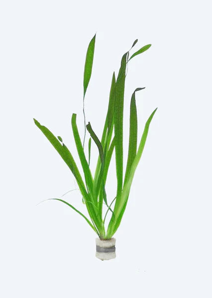 Vallisneria gigantea pot plant