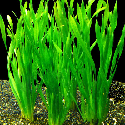 Vallisneria Asiatica Pot Plant