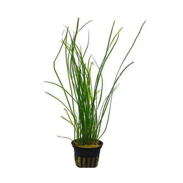 VALLISNERIA NANA POT PLANT