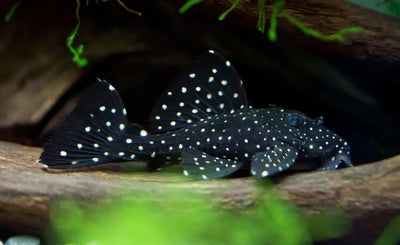 Leporacanthicus cf. galaxias L-07 Pleco
