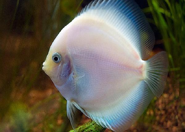 SNOW WHITE DISCUS FISH 10CM