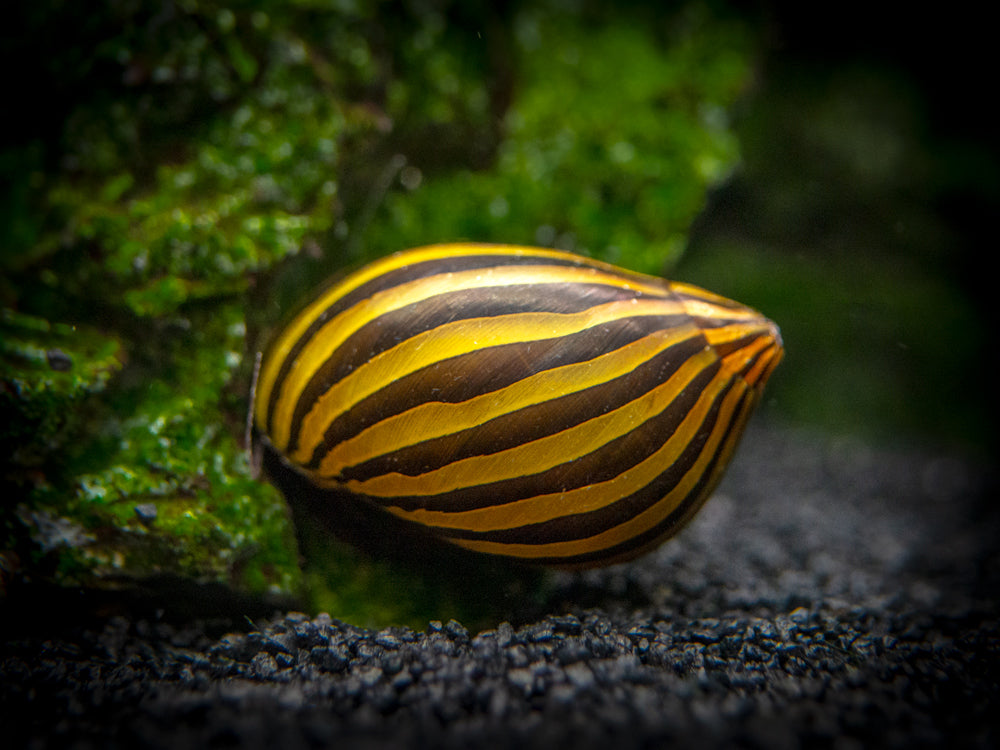 Zebra Snail 2PCS Combo Deal