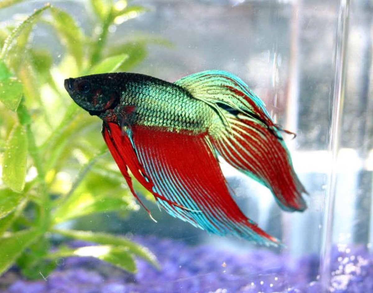 Veiltail Betta