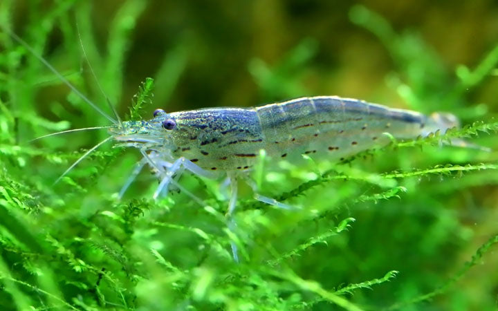AMANO SHRIMPS 2-3cm