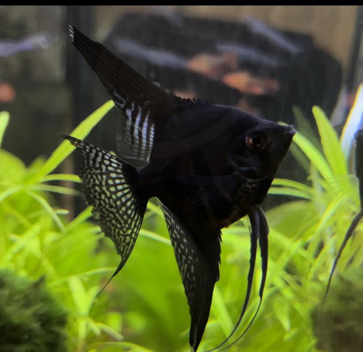 ANGEL FISH MIX