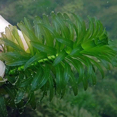 مصنع إلوديا دينسا للزراعة