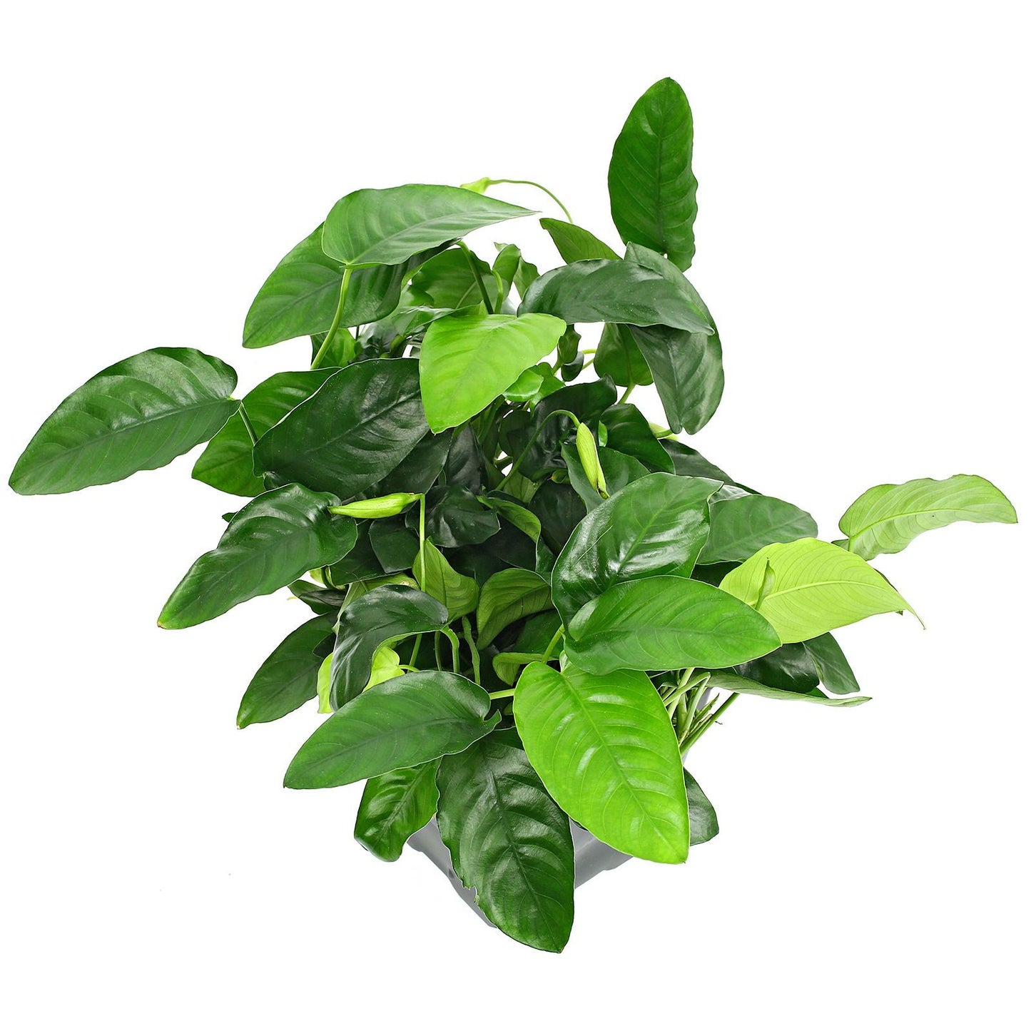 Anubias Pot Plant