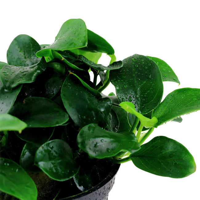Anubias Pot Plant