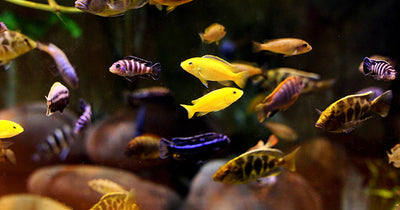 Malawi Cichlid Mix 3.5-5cm