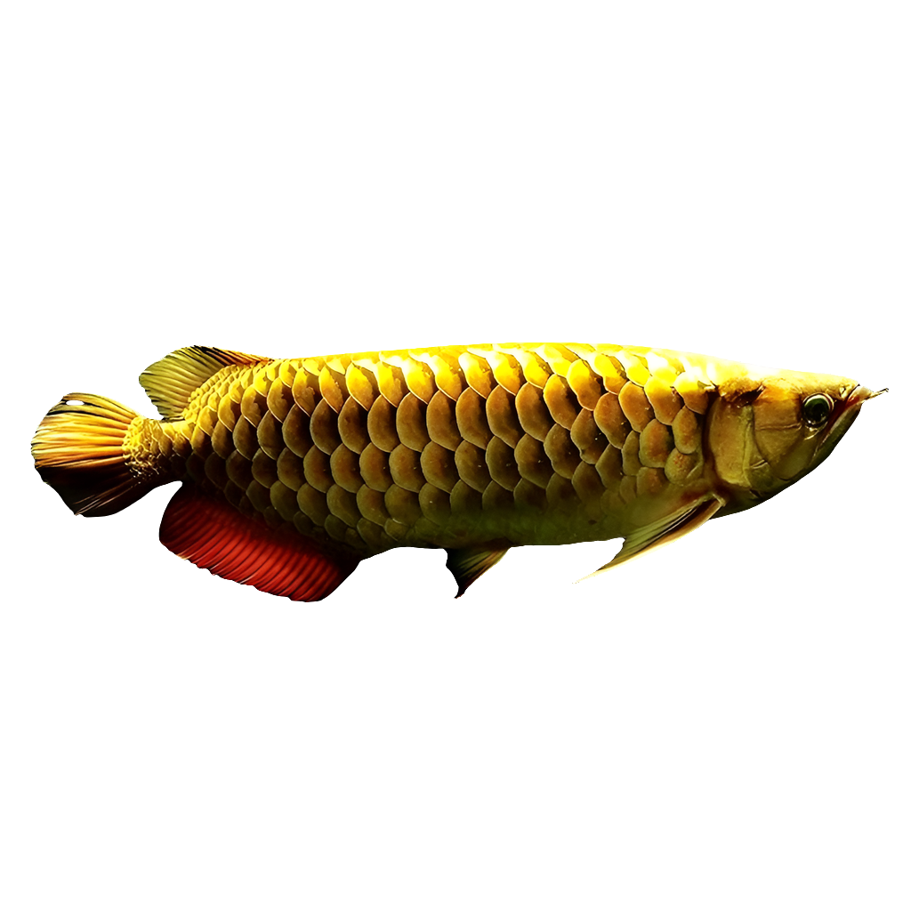 24K GOLD AROWANA FISH