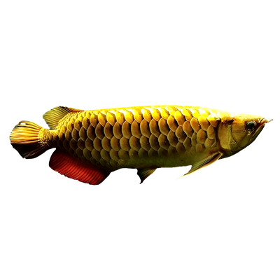 24K GOLD AROWANA FISH
