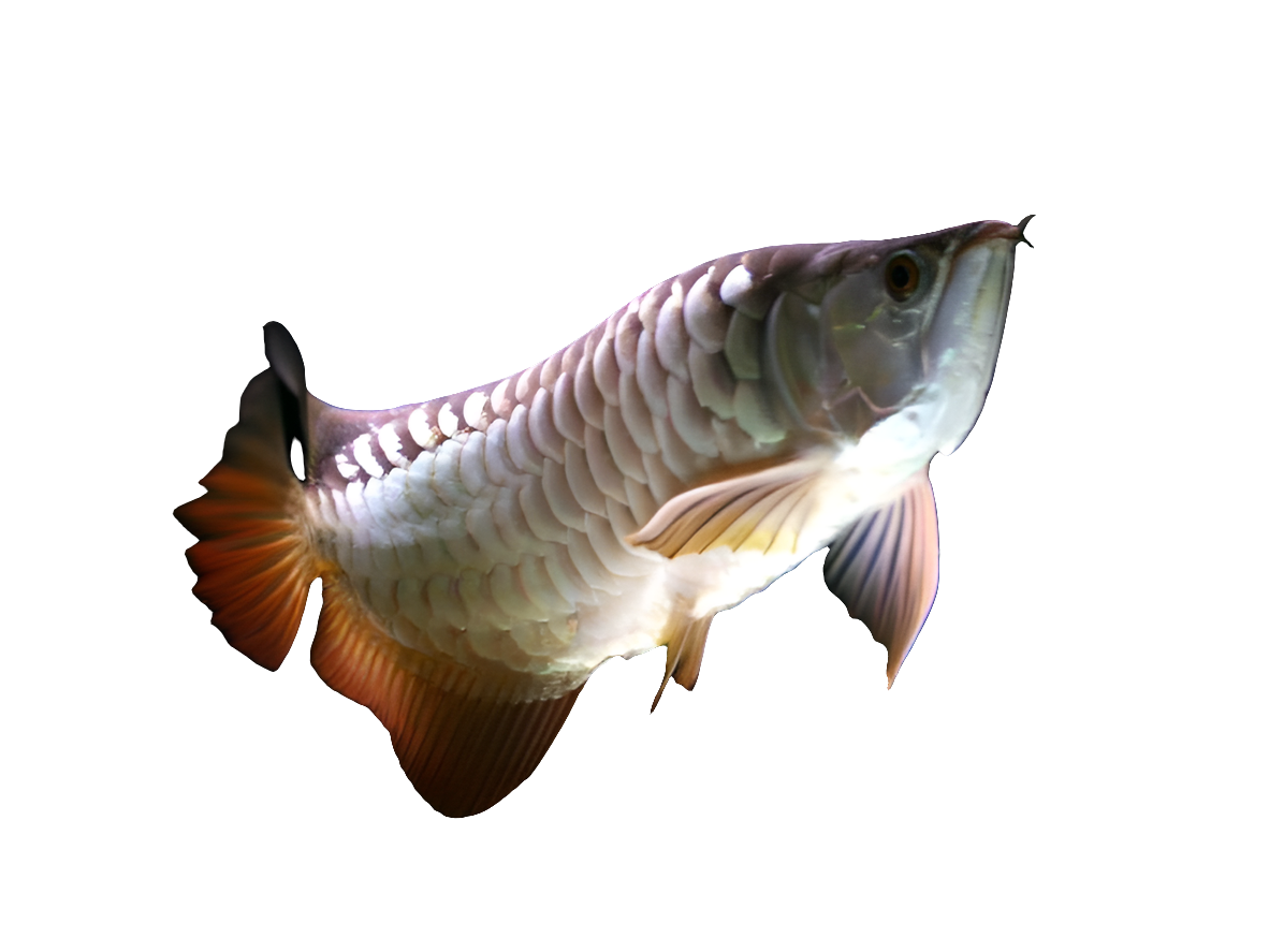 HIGH BACK GOLDEN AROWANA 18cm