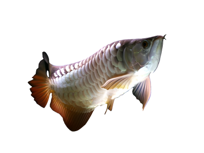 HIGH BACK GOLDEN AROWANA 18cm