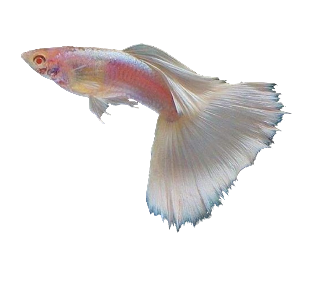 Red Eye Platinum Special Guppy Pair