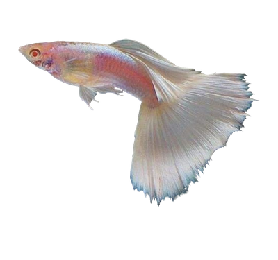 Red Eye Platinum Special Guppy Pair