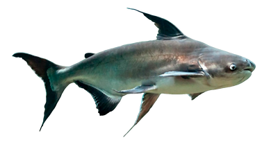 PENGASIUS SHARK 34CM