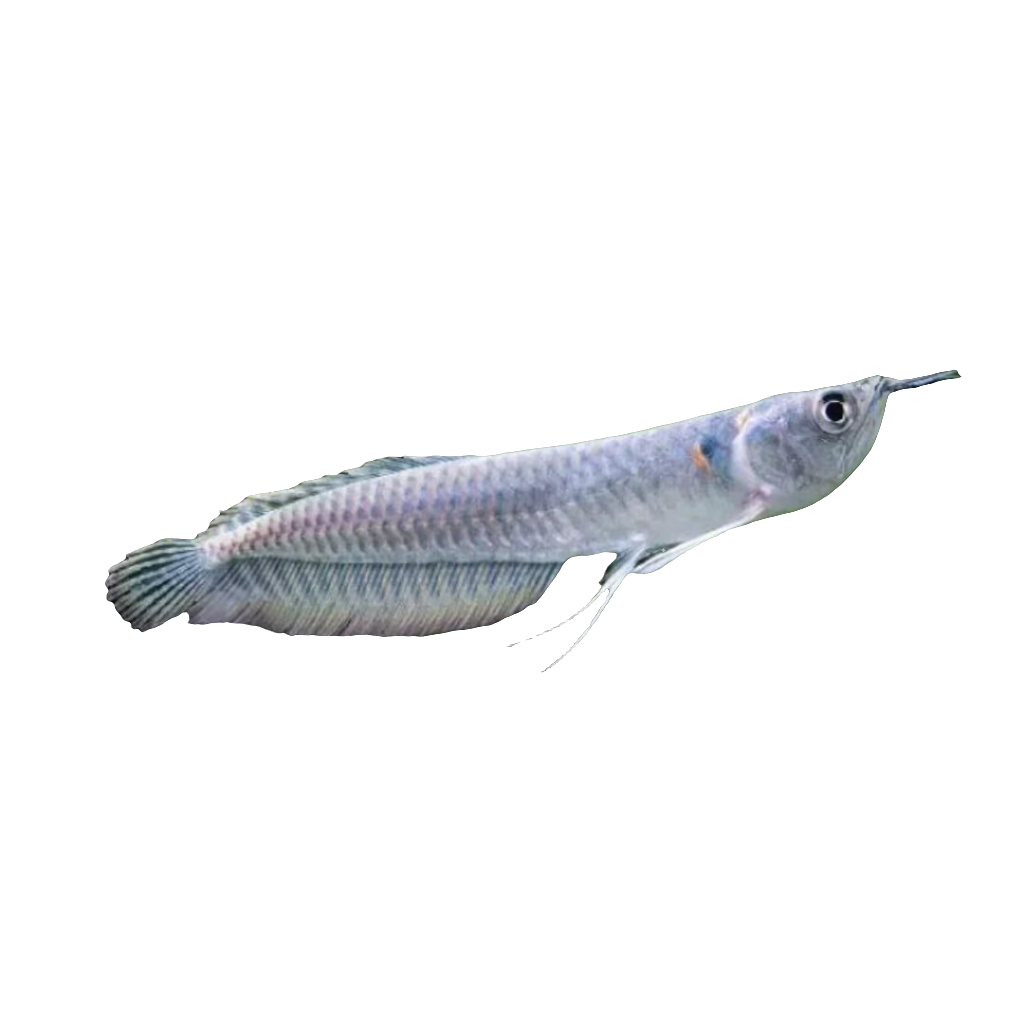 SILVER AROWANA