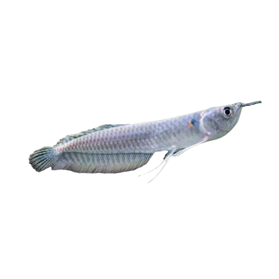 SILVER AROWANA