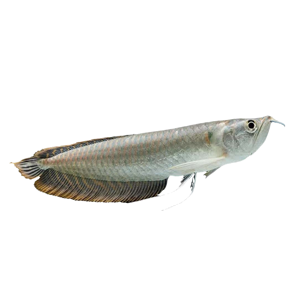 SILVER AROWANA
