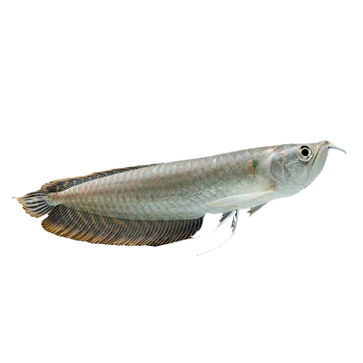 SILVER AROWANA