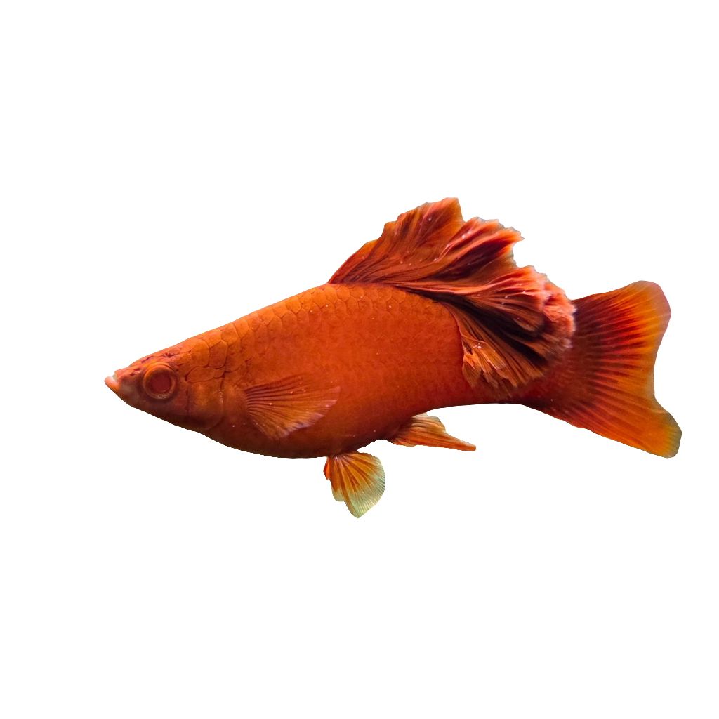 Xiphophorus Broccoli Special Platy