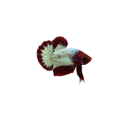 Hellboy Betta
