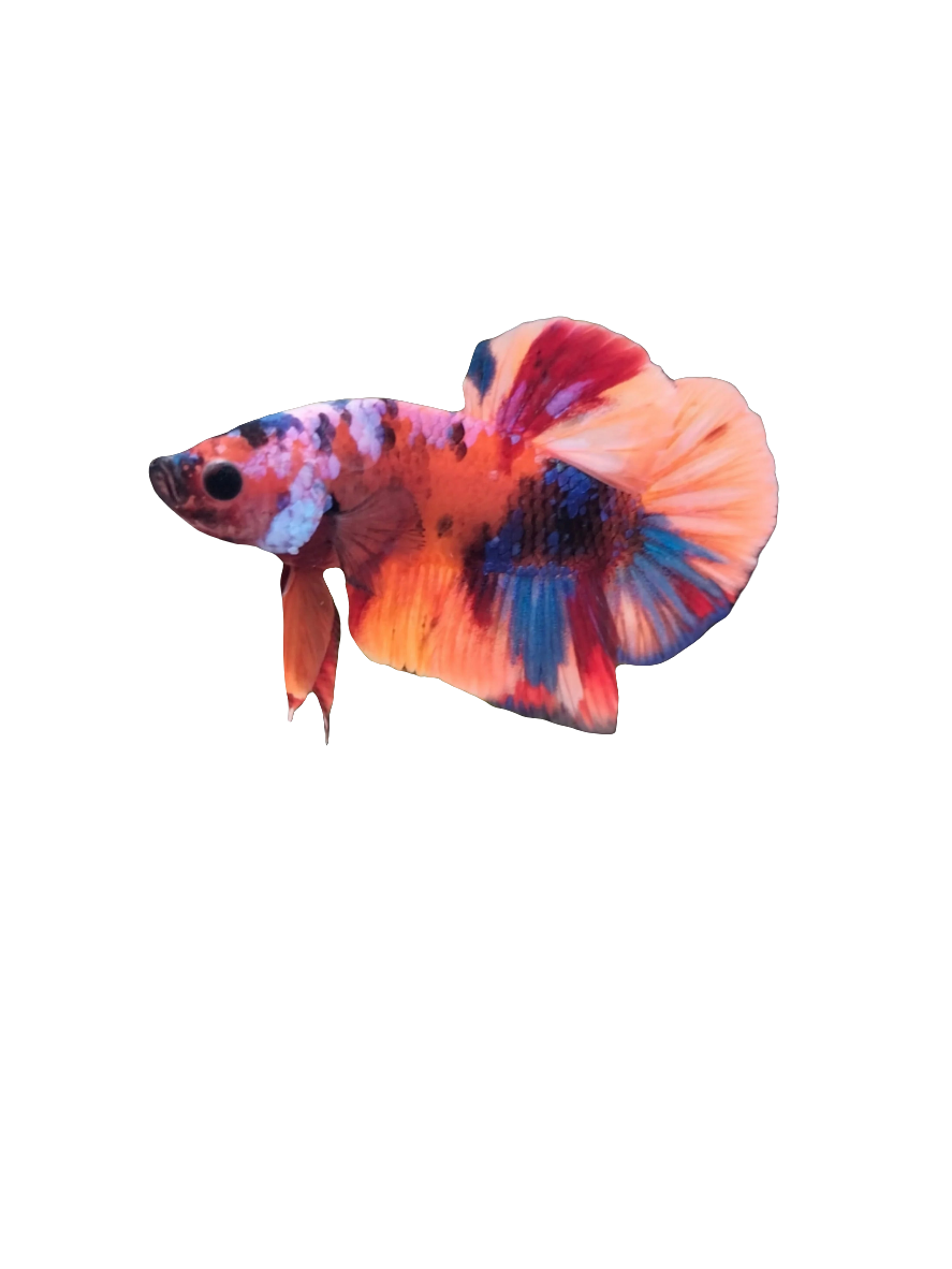 Glow Plakat Male Betta Fish