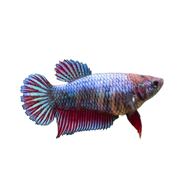 أنثى بيتا هاف مون