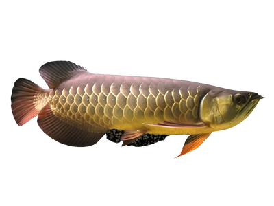 HIGH BACK GOLDEN AROWANA 18cm