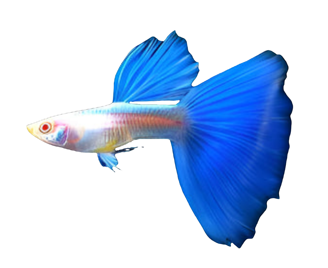 ALBINO BLUE TAIL SPECIAL GUPPY PAIR