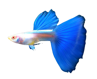 ALBINO BLUE TAIL SPECIAL GUPPY PAIR