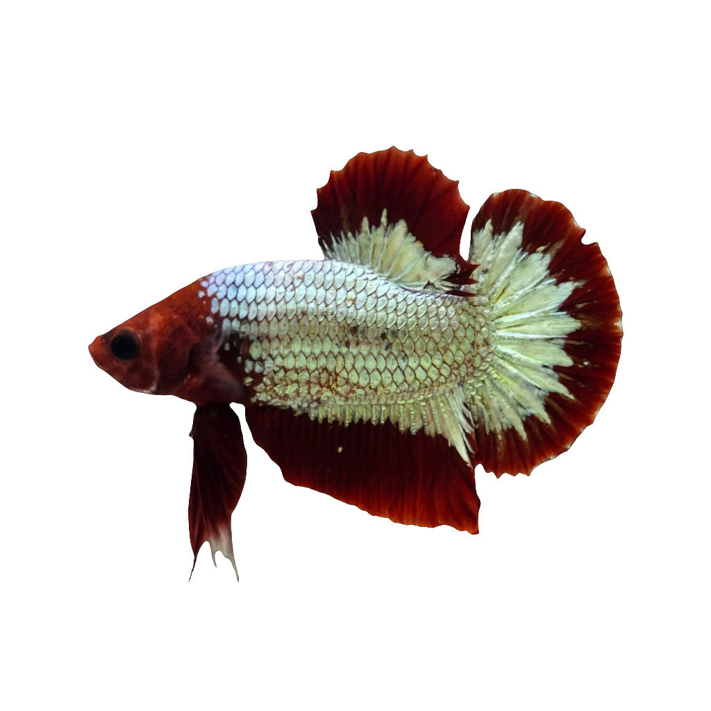 Hellboy Betta