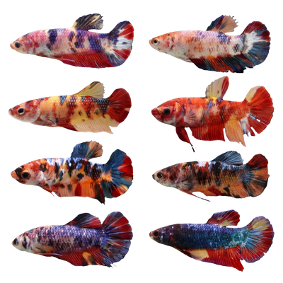 Koi Plakat Betta Female