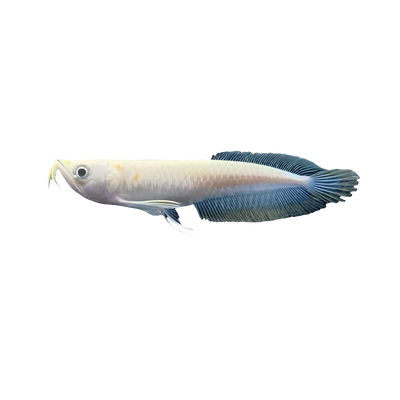 Albino Silver Arowana 10-12cm